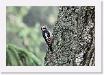 tammitikka2 Middle Spotted Woodpecker * 1596 x 1079 * (1.6MB)